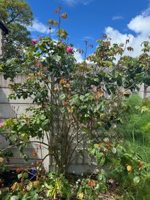 climbing rose