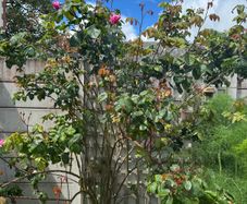 climbing rose