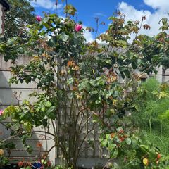 climbing rose