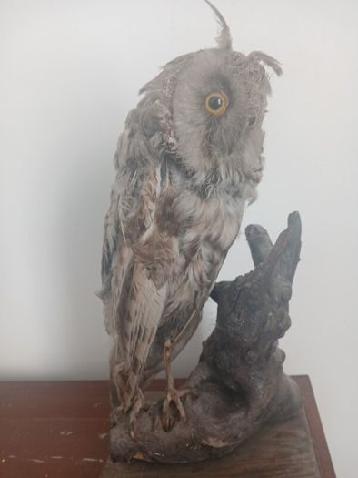 Antique Owl