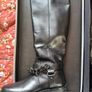Kurt Geiger Boots Image 2