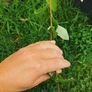 Willow plant saplings Image 2