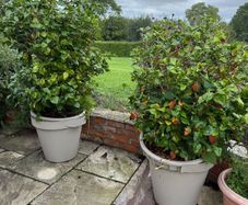 Camellias