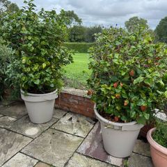 Camellias