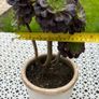 Tree Aeonium (Aeonium arboreum) Image 2