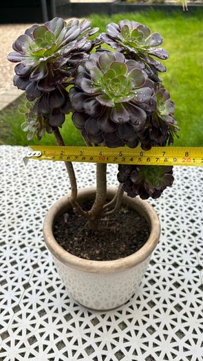 Tree Aeonium (Aeonium arboreum)