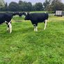 High EBI incalf heifers Image 4