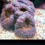 coral Image 2