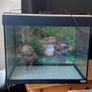Fish Image 2
