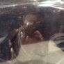 Harry Potter Bane and Magorian Figures Popco  New and Sealed Image 2