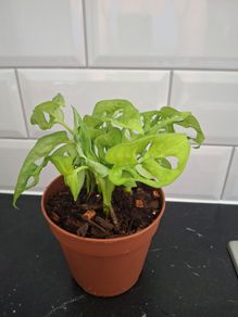 Plant