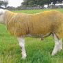 3 SIS PBR Texel Ram Lambs Image 2