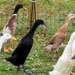 Indian runner ducklings