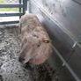 Vendeen ram Image 4
