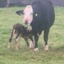 5 star heifer Image 3