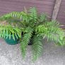 Dicksonia antarctica (Tasmanian Tree Fern) Image 3