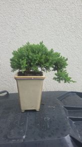 Bonsai Juniperus
