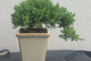 Bonsai Juniperus