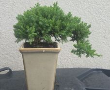 Bonsai Juniperus