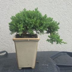 Bonsai Juniperus