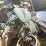 rubber plants Image 2