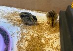 2kg Quail Chick Feed