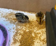 2kg Quail Chick Feed