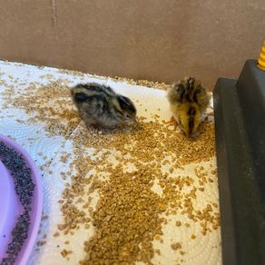 2kg Quail Chick Feed
