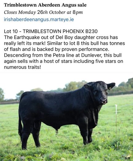 3 select Aberdeen Angus bulls & 2 choice heifers