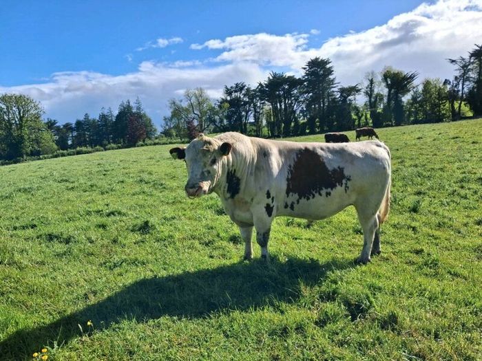 Bull