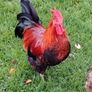 My best rooster available Image 2