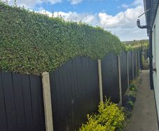 Arched Fence Panels x13