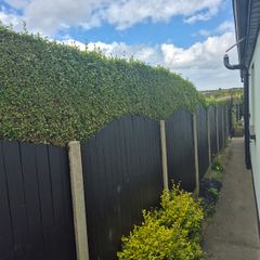 Arched Fence Panels x13