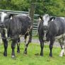 Roan Blue Heifers for Gortatlea Mart Image 3