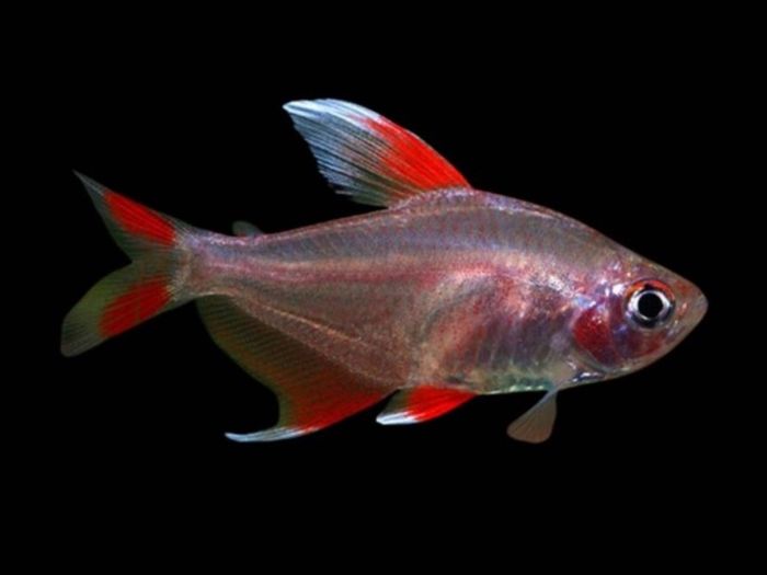 Fully Established Aquarium
