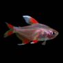 Fully Established Aquarium Image 4
