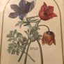 Vintage Anemone Botanical Print Framed - Nederlandsch Bloemwerk Cottagecore Art 12x15 inches Image 3