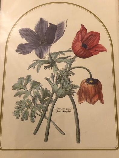 Vintage Anemone Botanical Print Framed - Nederlandsch Bloemwerk Cottagecore Art 12x15 inches