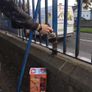 Powerfull RUST Treatement And Primer - OWATROL OIL Image 3
