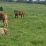 Organic bulls portumna mart Image 5