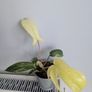 Philodendron Florida Ghost Plant Image 2