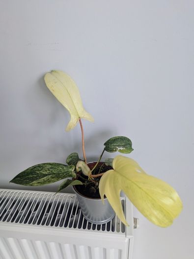 Philodendron Florida Ghost Plant
