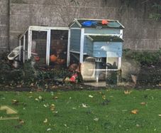 3 hens and pen