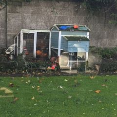 3 hens and pen