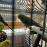 budgie cage Image 3
