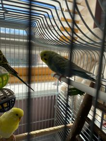 bird cage