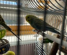 bird cage