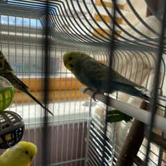 bird cage