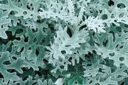 (C) Cineraria Silver Ragwort Candicans seeds 0.1g (277052)
