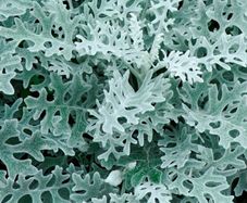(C) Cineraria Silver Ragwort Candicans seeds 0.1g (277052)